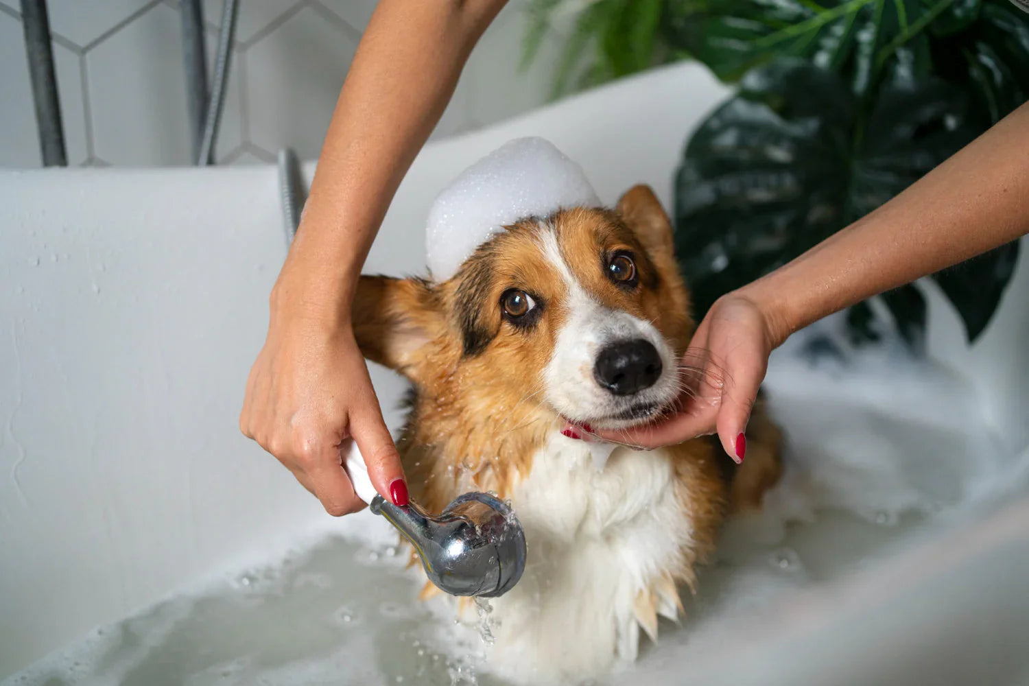Grooming