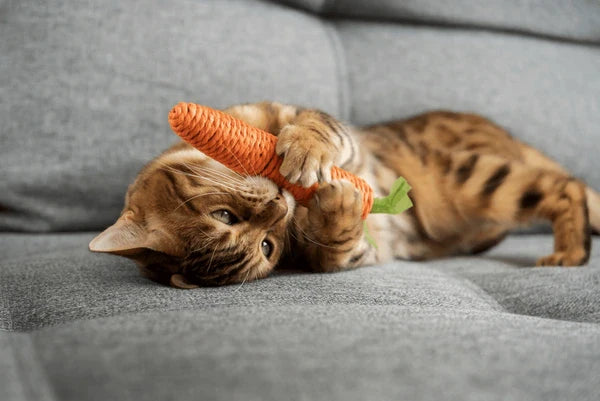 Cat Toys