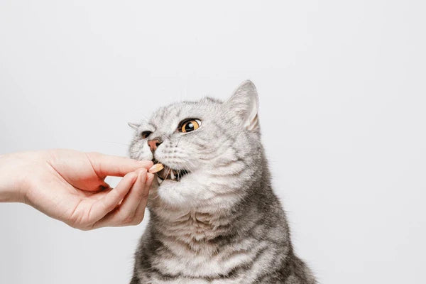 Feline Supplements
