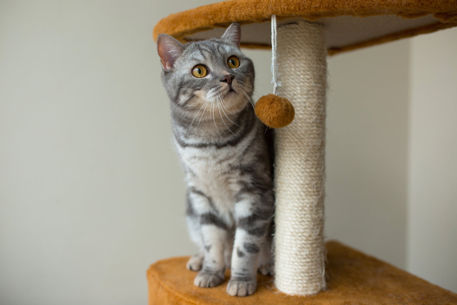 Cat Trees